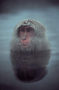 monkey.jpg